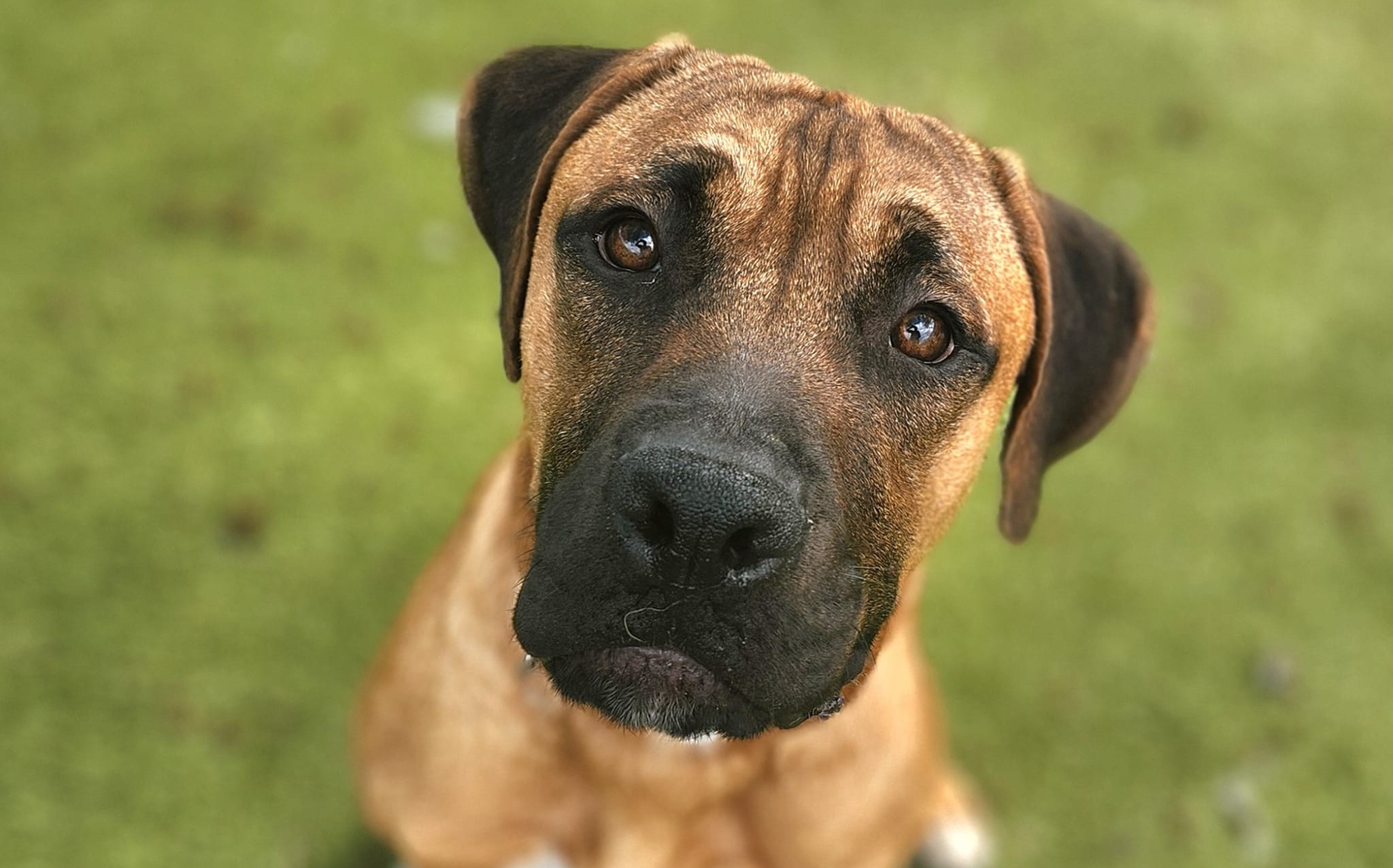 Austin Animal Center launches Finder to Foster program