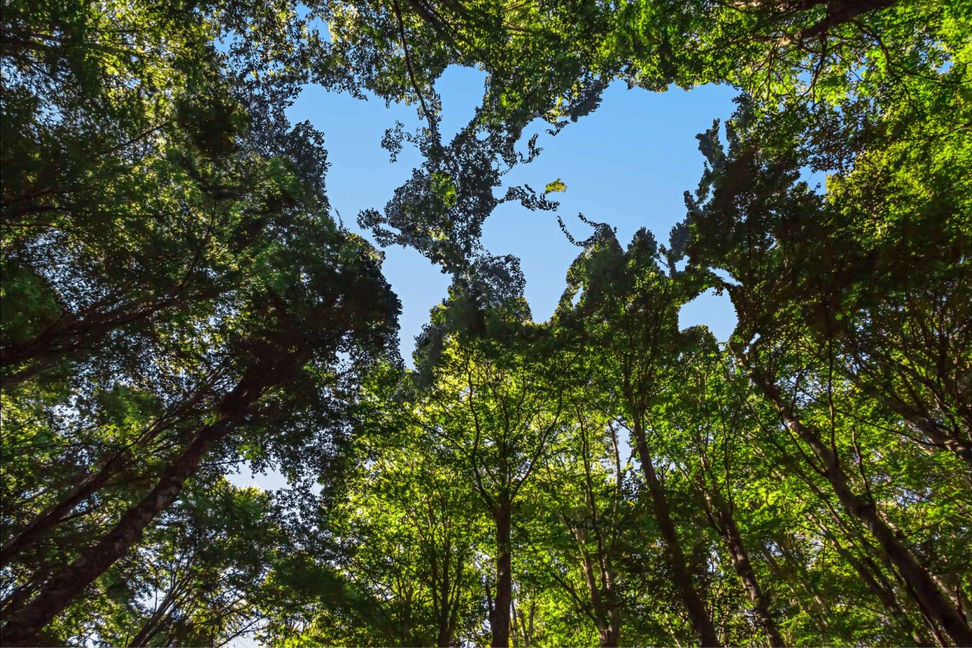 Knowee digital business cards; a sustainable enhancement for the environmental management system (EMS)
